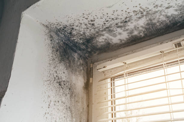 Affordable Basement Mold Removal solutions in New Buffalo, MI