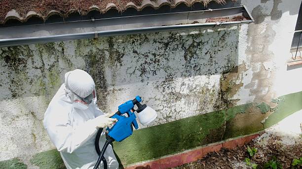 Top rated local Basement Mold Removal specialists in New Buffalo, MI